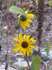 Helianthus petiolaris