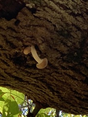 Lyophyllaceae