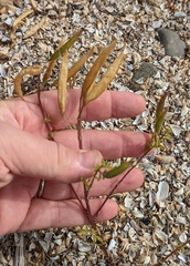 Polanisia dodecandra