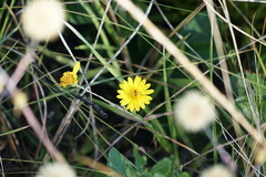 Chrysopsidinae