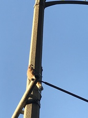 Buteo lineatus elegans