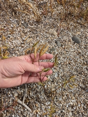 Polanisia dodecandra