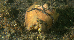 Euprotomus bulla