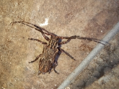 Hesychotypa subfasciata