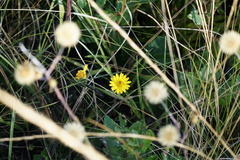 Chrysopsidinae