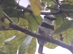 Notharchus hyperrhynchus