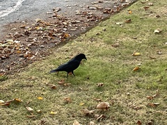 Corvus brachyrhynchos caurinus