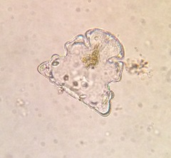 Euastrum oblongum cephalophorum