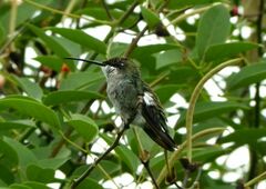 Heliomaster furcifer