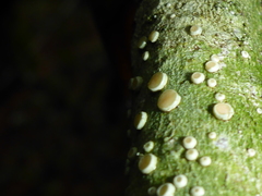 Lecanora caesiorubella