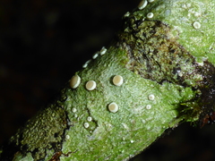 Lecanora caesiorubella