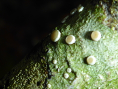 Lecanora caesiorubella