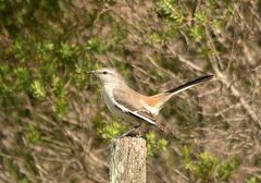 Mimus triurus