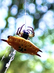 Gasteracantha quadrispinosa