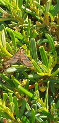 Metallarcha diplochrysa