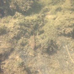 Proterorhinus semilunaris