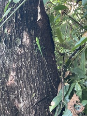 Agamidae