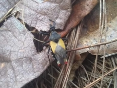 Apiomerus ochropterus