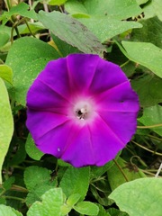 Ipomoea orizabensis