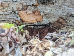 Fuscoporia gilva