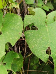 Ipomoea orizabensis