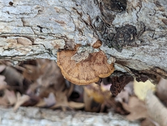 Fuscoporia gilva