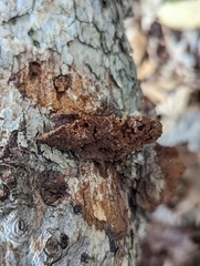 Fuscoporia gilva
