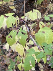 Rubus leucodermis