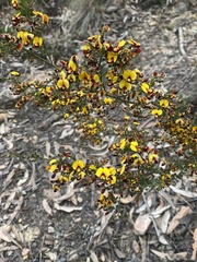 Bossiaea obcordata