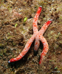 Linckia multifora