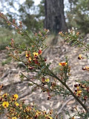 Bossiaea obcordata
