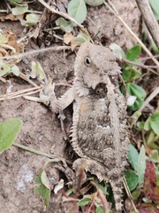 Phrynosoma orbiculare