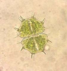 Xanthidium cristatum