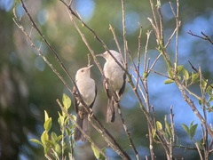 Campylorhynchus albobrunneus