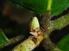 Andricus notholithocarpi