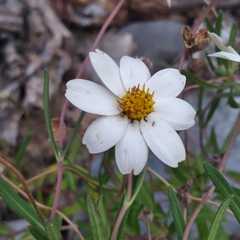 Melampodium leucanthum