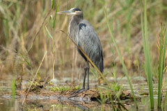 Ardea herodias