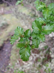 Nothofagus antarctica