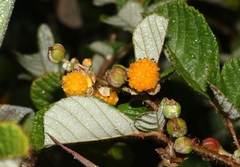 Rubus ellipticus