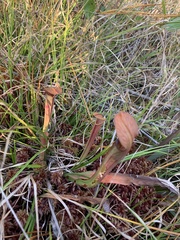 Sarracenia rubra