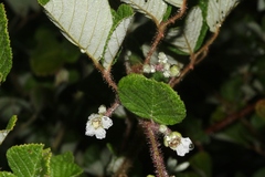 Rubus ellipticus