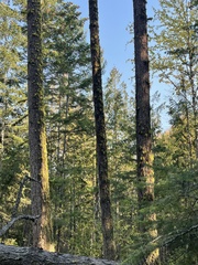 Pseudotsuga menziesii