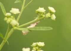 Odontiinae