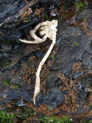 Eurypodius longirostris