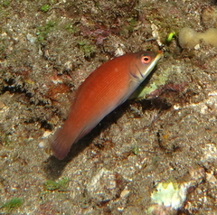 Pseudocheilinus evanidus