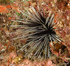 Echinothrix