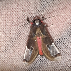 Bertholdia