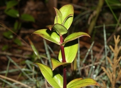 Kadua centranthoides