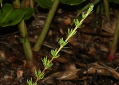 Coprosma ernodeoides