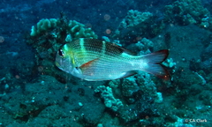 Monotaxis grandoculis